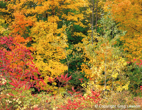 Autumnal Potpourri - Greg Lawson Photography Art Galleries in Sedona
