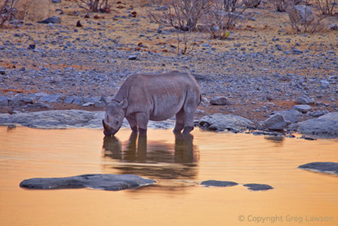 Rare Black Rhino - Greg Lawson Photography Art Galleries in Sedona