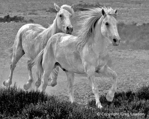 Camargue Spirit - Greg Lawson Photography Art Galleries in Sedona