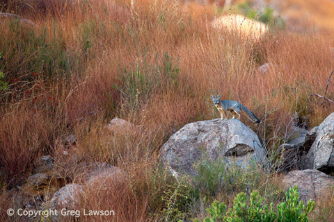 Fox Alert - Greg Lawson Photography Art Galleries in Sedona