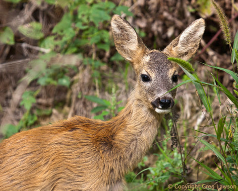 Hungarian Deer - Greg Lawson Photography Art Galleries in Sedona