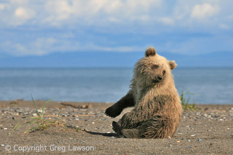 I Think I've Lost My Bearings - Greg Lawson Photography Art Galleries in Sedona