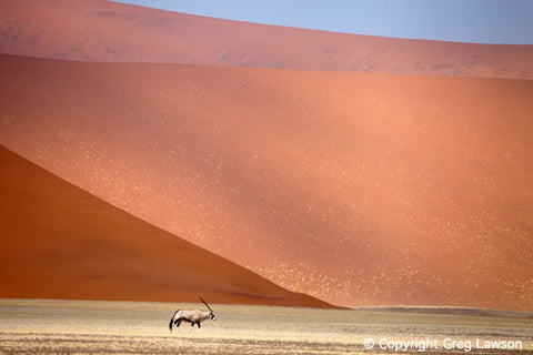 Oryx of the Sand - Greg Lawson Photography Art Galleries in Sedona