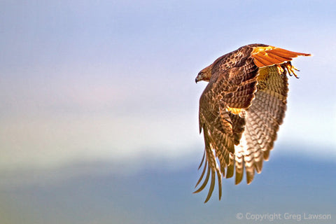 Skedaddle - Greg Lawson Photography Art Galleries in Sedona