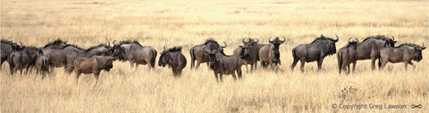 Something Gnu - Greg Lawson Photography Art Galleries in Sedona