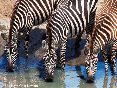 Different Stripes - Greg Lawson Photography Art Galleries in Sedona