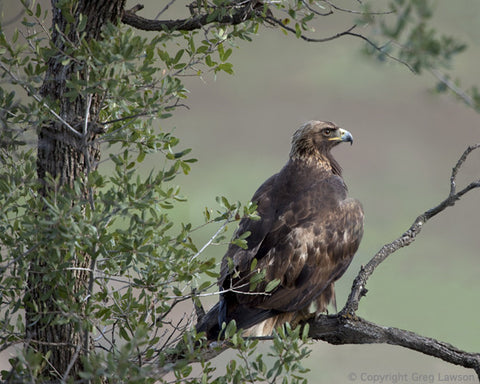 Patience is Golden - Greg Lawson Photography Art Galleries in Sedona