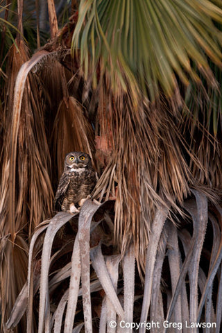 Owl at Petticoat Junction - Greg Lawson Photography Art Galleries in Sedona