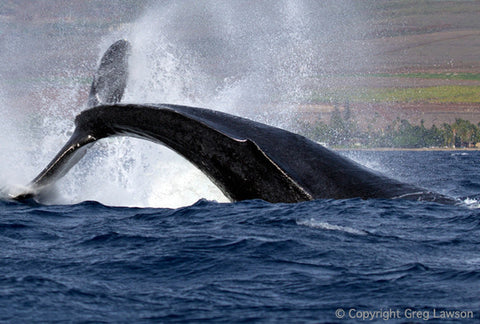 Whale of a Tail - Greg Lawson Photography Art Galleries in Sedona