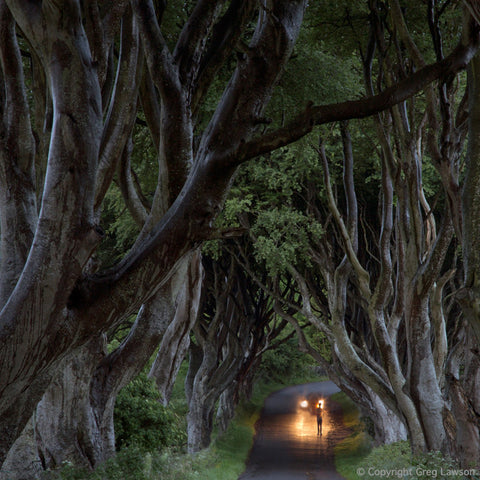 Dark Hedges - Greg Lawson Photography Art Galleries in Sedona