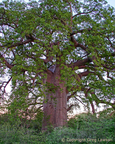 Red Bark Baobab - Greg Lawson Photography Art Galleries in Sedona