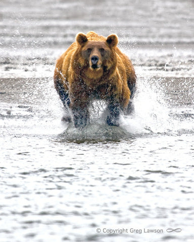 Grizzly Charge - Greg Lawson Photography Art Galleries in Sedona