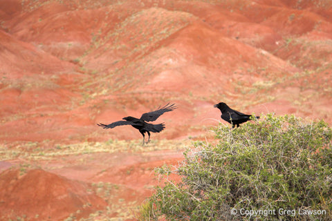 Raven Haven - Greg Lawson Photography Art Galleries in Sedona