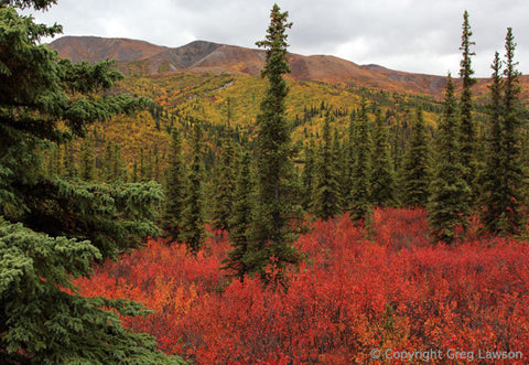 Denali Delights - Greg Lawson Photography Art Galleries in Sedona
