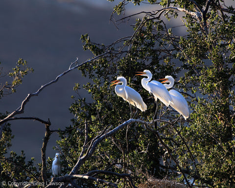 Egret's Advice - Greg Lawson Photography Art Galleries in Sedona