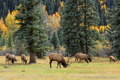 Rocky Mountain Elk - Greg Lawson Photography Art Galleries in Sedona