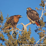 Red Tail Hawks, Sedona Book, Greg Lawson Photography Art Galleries in Sedona, Arizona