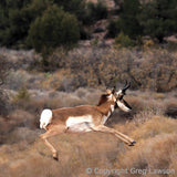 Pronghorn, Sedona Book, Greg Lawson Photography Art Galleries in Sedona, Arizona - Greg Lawson Photography Art Galleries in Sedona
