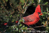 Cardinal, Sedona Book, Greg Lawson Photography Art Galleries in Sedona, Arizona