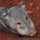 Javelina, Sedona Book, Greg Lawson Photography Art Galleries in Sedona, Arizona
