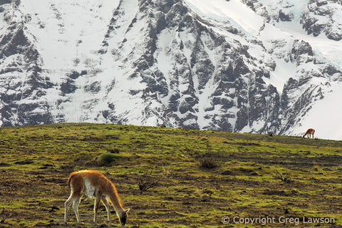 Guanacos Grazing - Greg Lawson Photography Art Galleries in Sedona