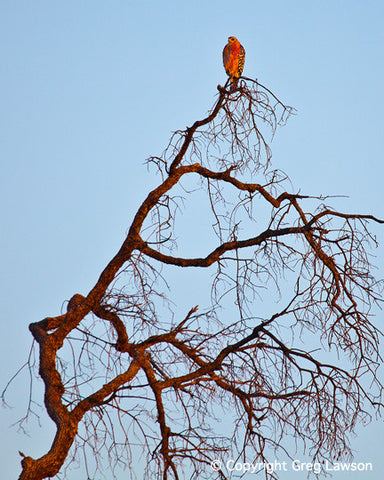 Fiery Hawk - Greg Lawson Photography Art Galleries in Sedona