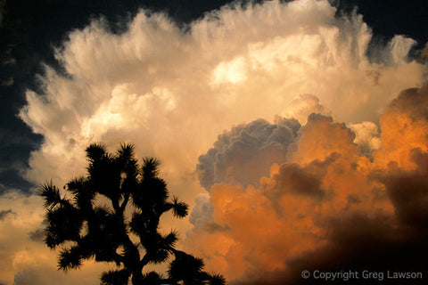Mohave Exultation - Greg Lawson Photography Art Galleries in Sedona