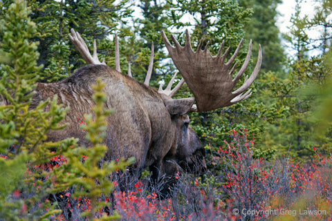 Mr. Moose - Greg Lawson Photography Art Galleries in Sedona