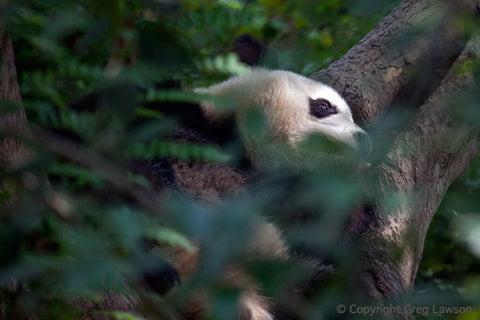 Sleepy Panda - Greg Lawson Photography Art Galleries in Sedona
