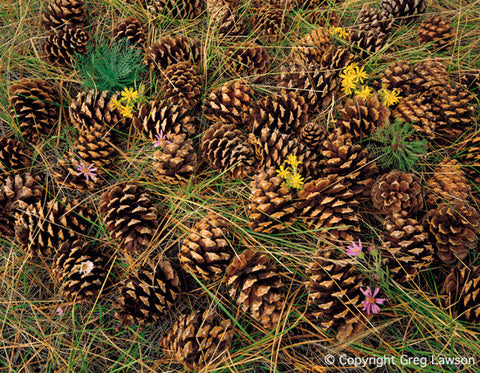 Ponderosa Pinecones - Greg Lawson Photography Art Galleries in Sedona