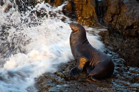 Zalophus - Greg Lawson Photography Art Galleries in Sedona