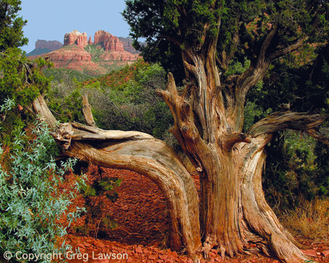 Arizona Cover - Greg Lawson Photography Art Galleries in Sedona