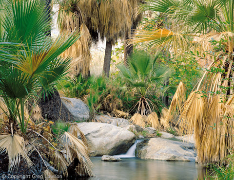 Sonoran Oasis - Greg Lawson Photography Art Galleries in Sedona