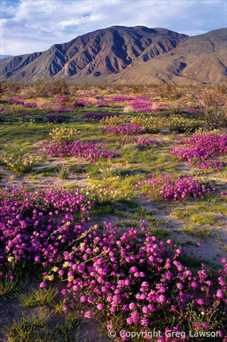 Sand Verbena - Greg Lawson Photography Art Galleries in Sedona