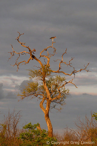Storied Stork - Greg Lawson Photography Art Galleries in Sedona