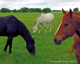 Star Struck<br>- Texas Impressions - Greg Lawson Photography Art Galleries in Sedona