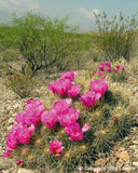 Star Struck<br>- Texas Impressions - Greg Lawson Photography Art Galleries in Sedona