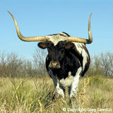 Star Struck<br>- Texas Impressions - Greg Lawson Photography Art Galleries in Sedona