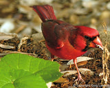 Star Struck<br>- Texas Impressions - Greg Lawson Photography Art Galleries in Sedona