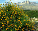 Star Struck<br>- Texas Impressions - Greg Lawson Photography Art Galleries in Sedona