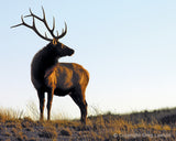 Star Struck<br>- Texas Impressions - Greg Lawson Photography Art Galleries in Sedona