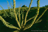 Star Struck<br>- Texas Impressions - Greg Lawson Photography Art Galleries in Sedona