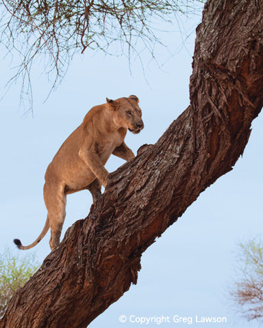 Up And Coming - Greg Lawson Photography Art Galleries in Sedona