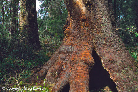 Red Tingle - Greg Lawson Photography Art Galleries in Sedona