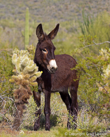 Wild in the West - Greg Lawson Photography Art Galleries in Sedona