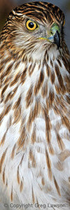 Sharp - Greg Lawson Photography Art Galleries in Sedona