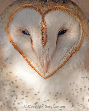 Owl Always Love You - Greg Lawson Photography Art Galleries in Sedona