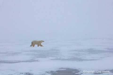 Polar Persuasion