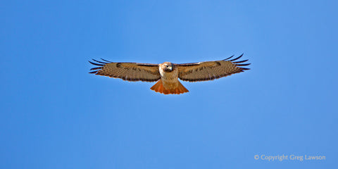 Soaring in Search