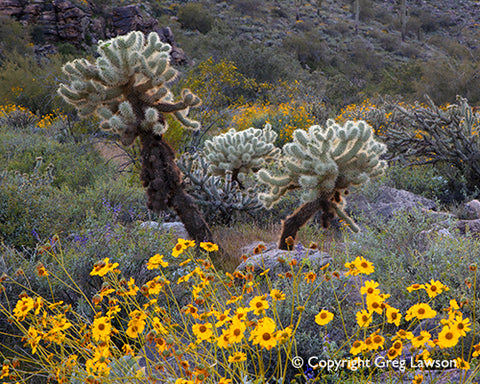 Cholla's Friends